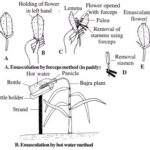 hybridization technique