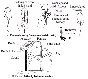 hybridization technique
