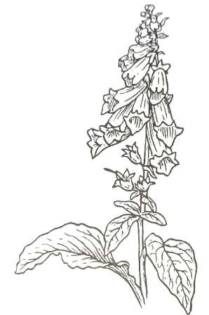 Digitalis plant