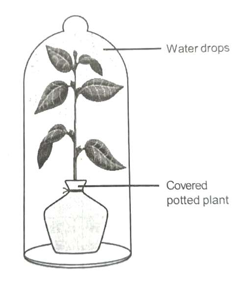Guttation in plants