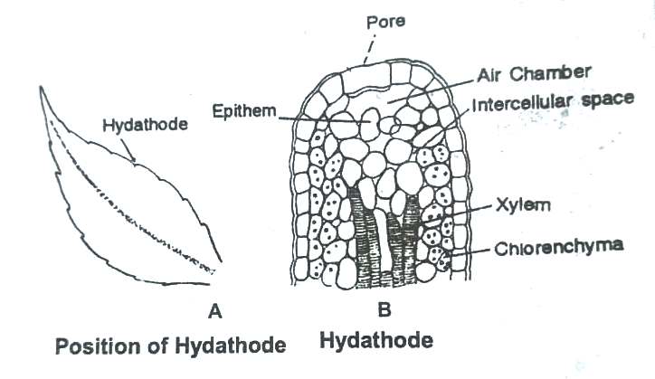 Guttation in plants
