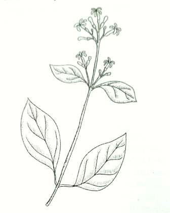 cinchona tree