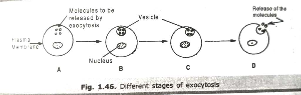 different stages of exocytosis