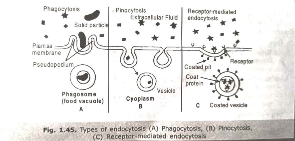 types of endocytosis