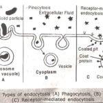 endocytosis and exocytosis