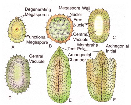 Development of female gametophyte in Ginkgo biloba