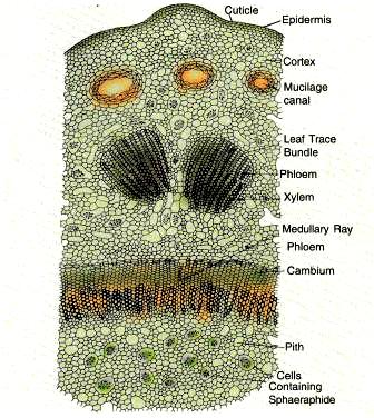 T.s young stem of ginkgo biloba