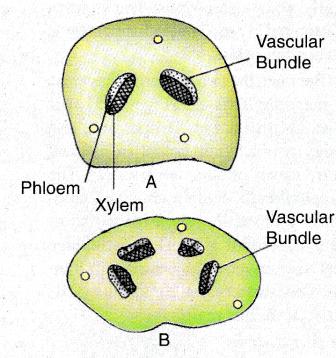 T.s. petiole of ginkgo biloba showing the vascular bundles