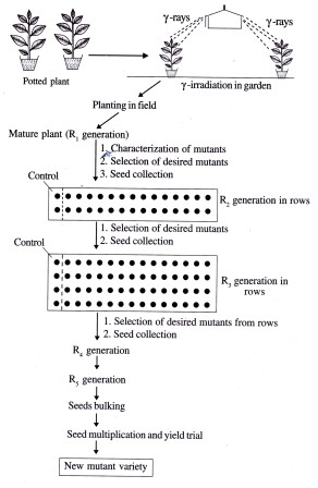 steps involved in irradiation breeding of plants
