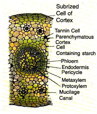 t.s. young root of ginkgo biloba